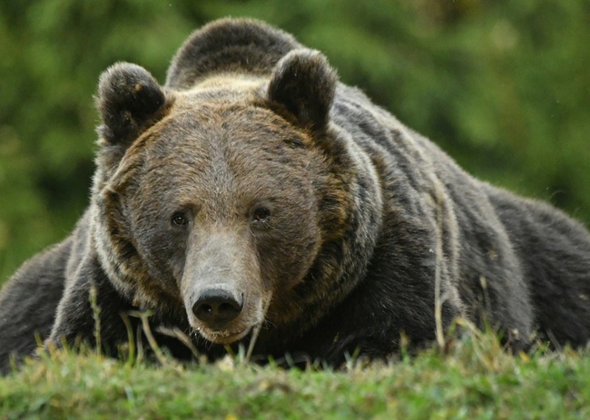 Liechtenstein prince under investigation for shooting 'largest' brown bear in Romania