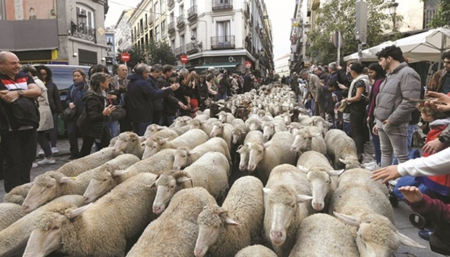 Sheep take over streets in Spanish capital