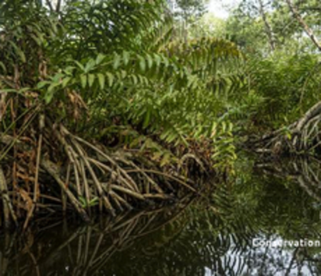 Carbon offsets: Experts tout 'pioneering' method for measuring mangrove CO2 stores