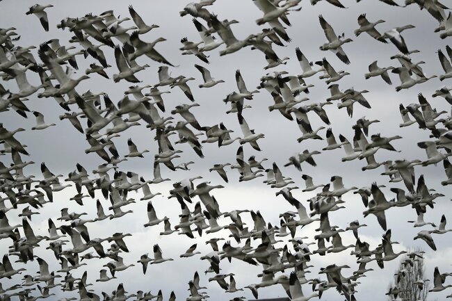 US proposes ending rule that weakened wild bird protections