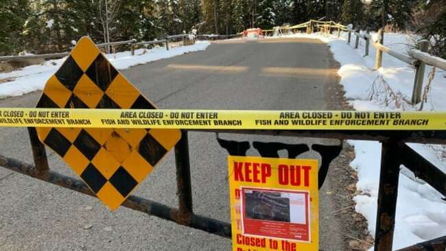 Bear and 2 cubs captured in Discovery Ridge