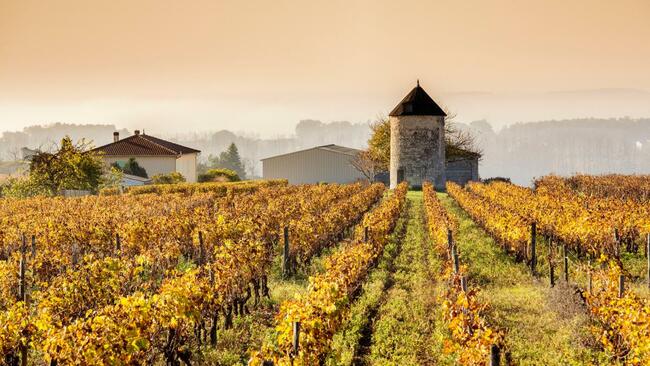 Liquid gold: why Cognac is best in autumn