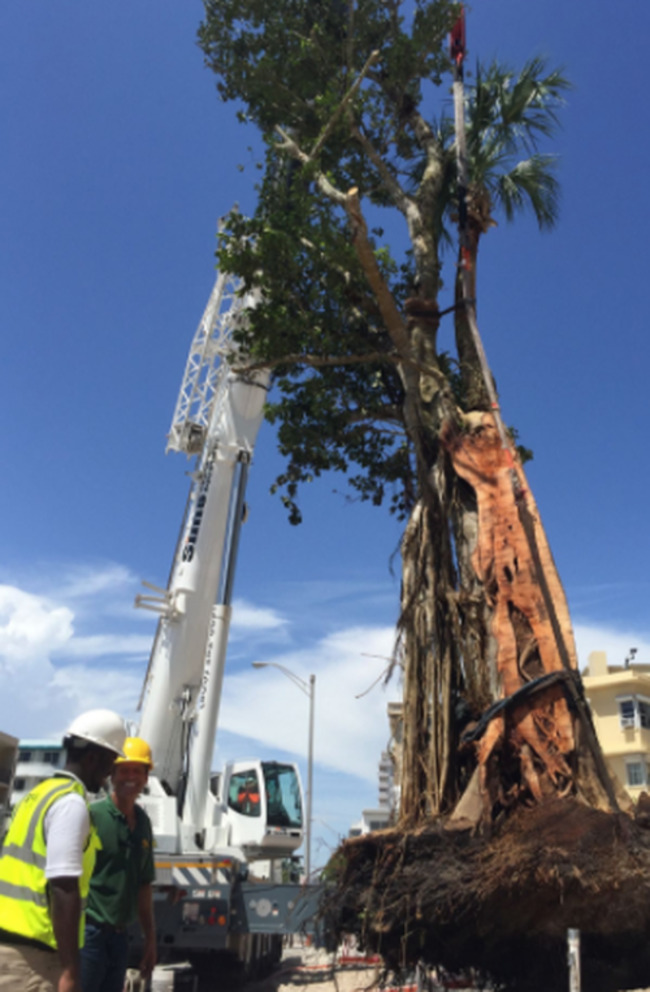 Super Rich Gobble Up "Trophy Trees" For Their Mansions?
