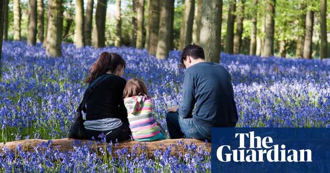 Branching out: why Britons are buying woodland in the Covid crisis