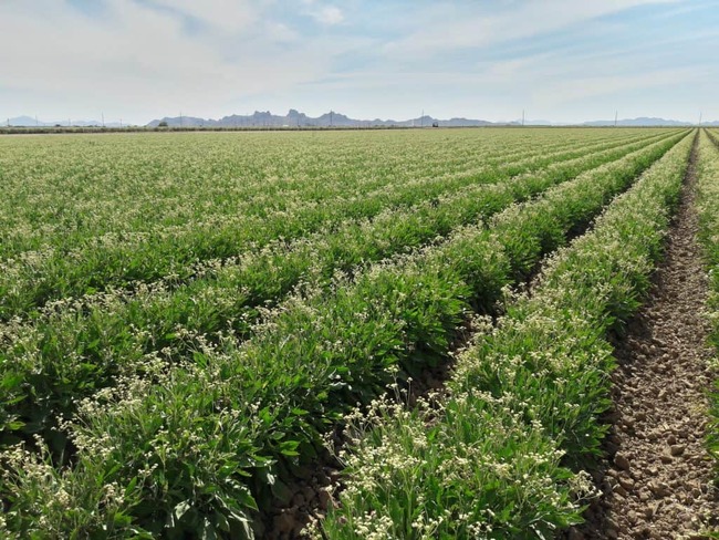 US DOE Awards Bridgestone $35 Millin for Guayule Rubber in AZ
