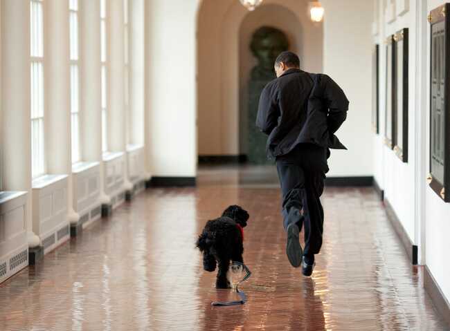 Obama announces the death of treasured family dog Bo: 'Our family lost a true friend and loyal companion'