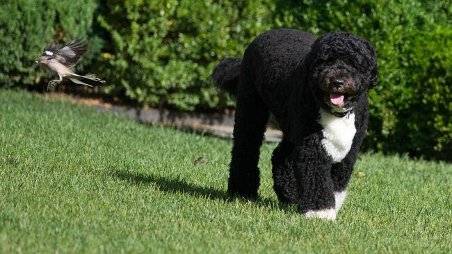 Former First Dog Bo - Obama's 'Only Reliable Friend' In D.C. - Dies At 12