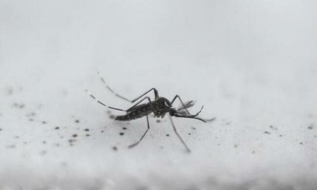 Bill Gates-Funded Company Releases Genetically Modified Mosquitoes In US
