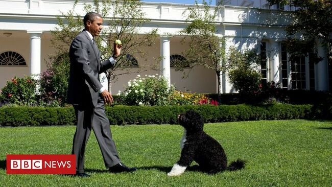 Obamas' dog Bo dies: 'We said goodbye to our best friend'