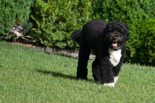 Obama Family Dog Bo Dies After Battle With Cancer