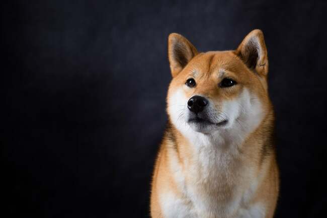 Dogecoin Is a Classic Pump-and-Dump Scheme: These Stocks Are Much Smarter Buys