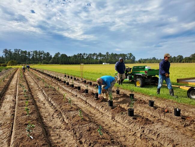 Full sun or some shade? Testing teas in south Louisiana