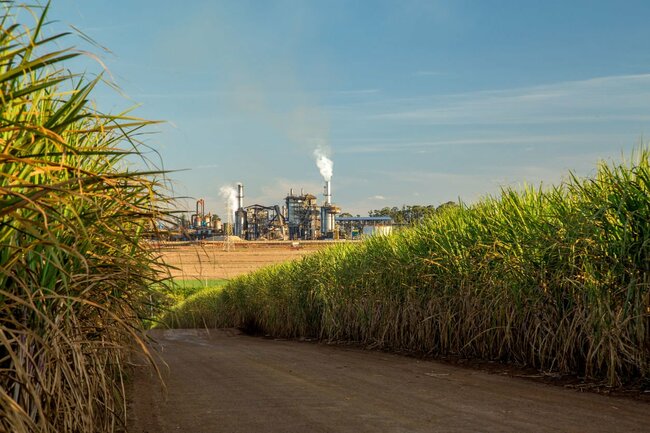 Sugar price rallying continues ahead of May WASDE report