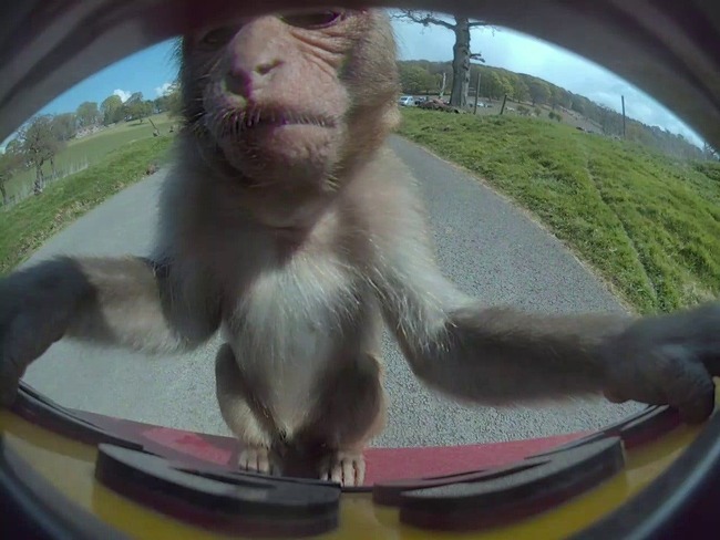 1st Monkey Selfie on a TeslaCam