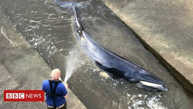 Rescue under way to help whale stranded in Thames