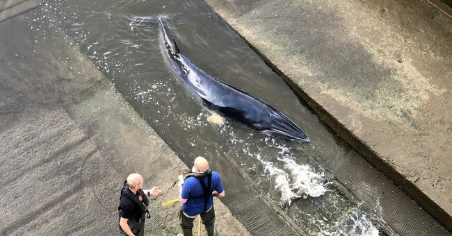 Minke whale calf refloated in London but 'life hangs in the balance'