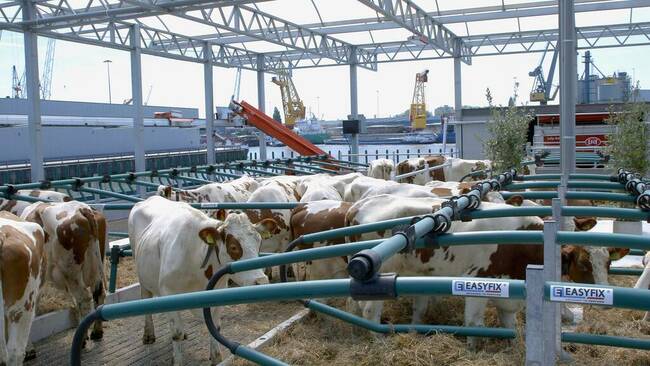 Floating dairy farm receives criticism after cows fall into Rotterdam harbour