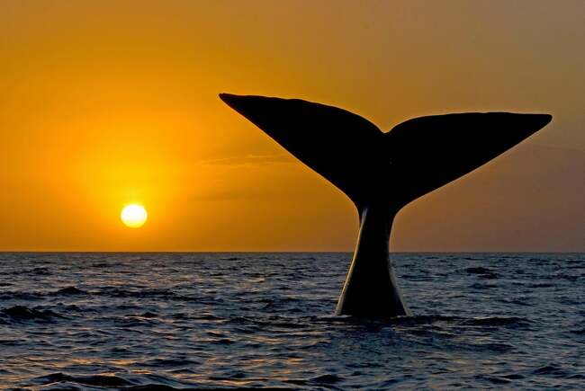 Stunning whales to spot in the UK and Ireland - that aren't in the Thames