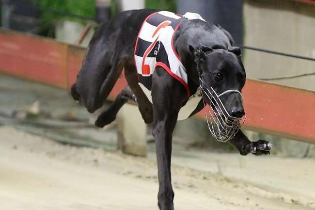 She's A Pearl's last hurrah could be The Phoenix