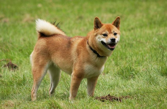 $DOGE Drops While Another Doggy Coin Breaks Massive Profits: Everything About Shiba Inu $SHIB