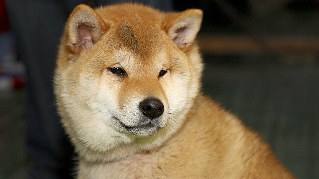 Shiba Inu (SHIB) Crypto: 10 Top Twitter & Reddit Posts About the So-Called "Dogecoin Killer"