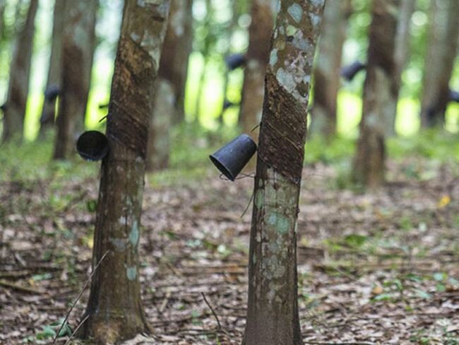 SAPH starts $200 million NR expansion project in Ivory Coast