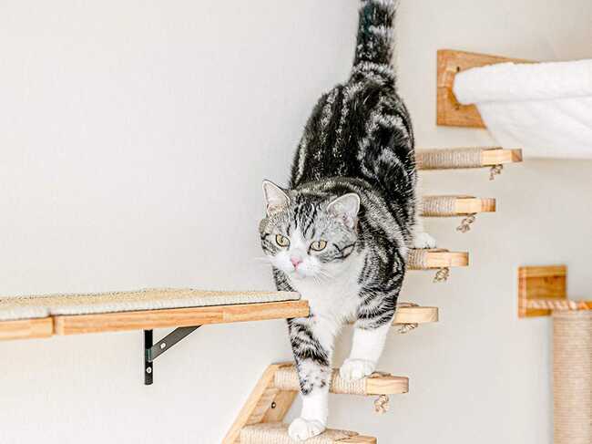 The 6 best cat bridges in 2021