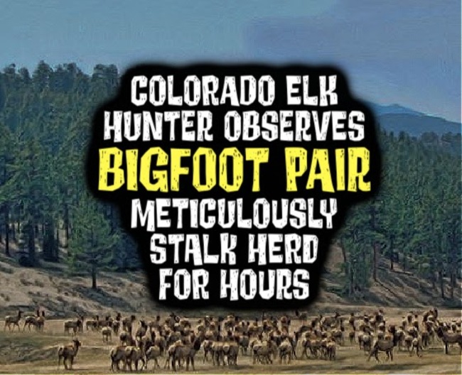 Colorado Elk Hunter Observes BIGFOOT PAIR Meticulously Stalk Herd For Hours