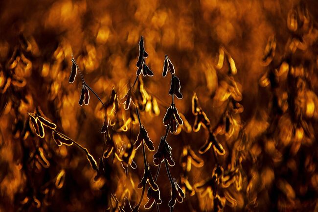 It seems the patent office wanted number 11 million to be special, not soy