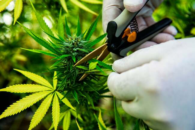 Canopy Growth Stock Is Down More Than 50% From Its 52-Week High: Is Now the Time to Buy?