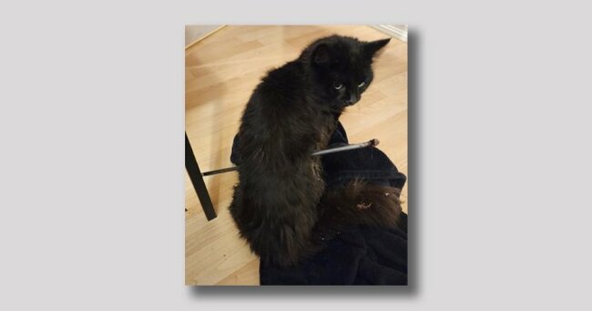 Family cat shot by arrow in north Edmonton under animal cruelty investigation - Edmonton