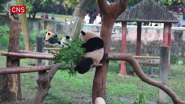 Shenzhen solicits opinions on childcare subsidies