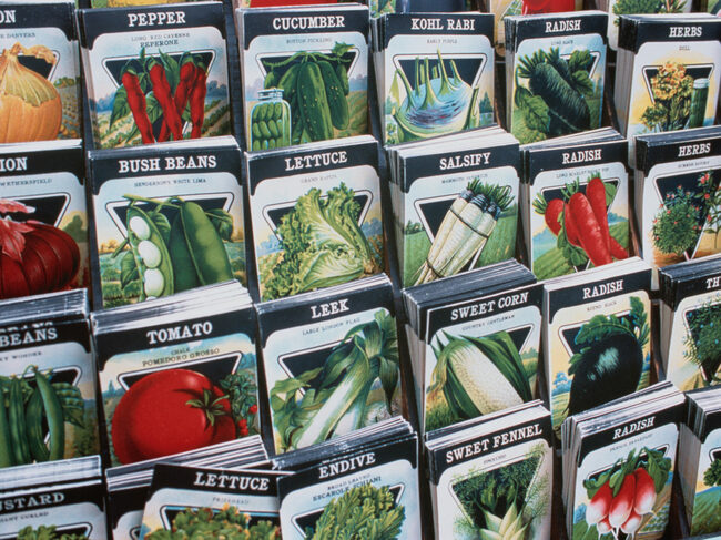 7 Things You Need to Do in Your Vegetable Garden