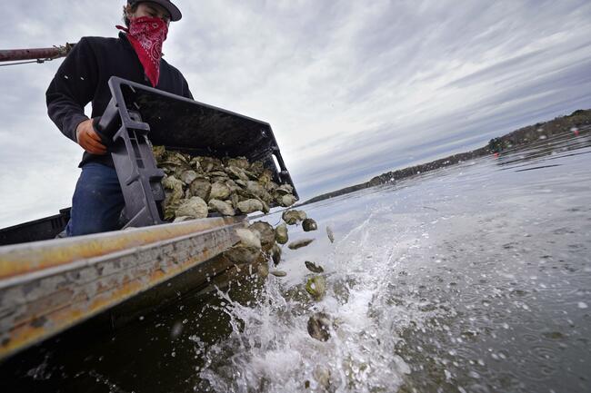 Pandemic-hit oyster farmers turn to conservation to survive
