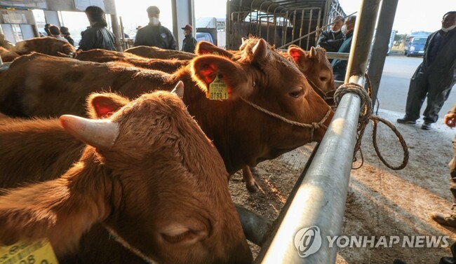 Number of broiler chickens raised in S. Korea down 5.2 pct in Q4