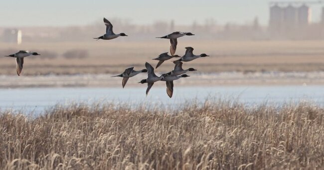 Coyote Pancake Mix helping restore duck habitats