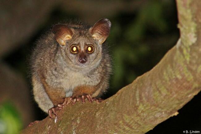 'Bruiser' the bushbaby was killed by a dog in South Africa. He isn't alone