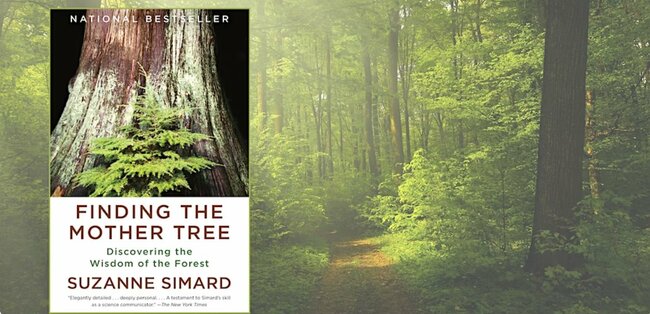 February Book Club: Finding the Mother Tree by Suzanne Simard