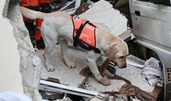 Earthquake relief team says rescue dog will be fine