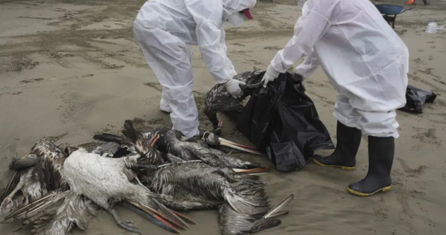 Bird flu numbers are ‘unprecedented.’ Here’s what experts say about the risk to humans - National
