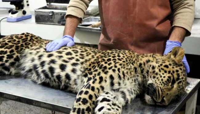Increasing leopard-car collision cases indicate thriving population