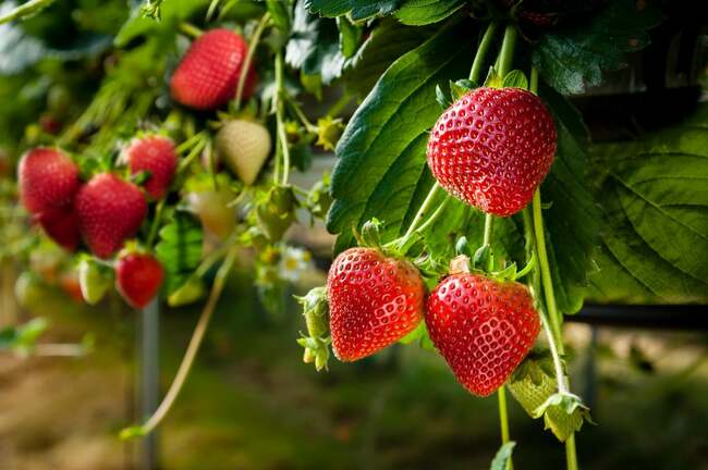 These are the top 10 gardening jobs to do for March