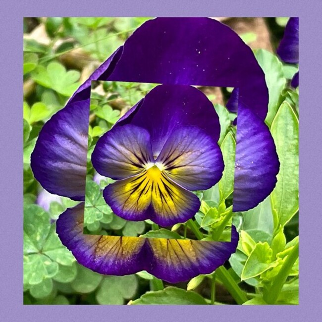 Rainbow2023 Purple 1 by Dawn · 365 Project