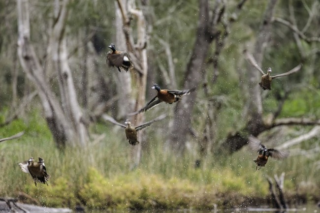 Shooting season appals activists