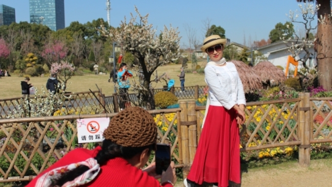 Xinzhuang basking in cheerful blossoms as plum season hits peak