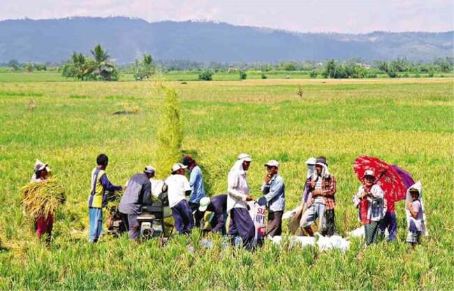 More funds, land for hybrid rice production in PH sought