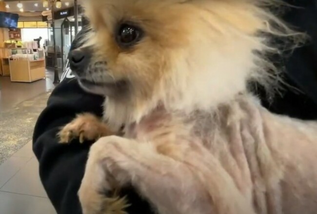 Over 1,000 dead dogs found in horrific animal abuse case