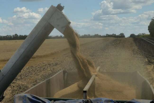Most of Ukraine's winter grain crops in good condition–scientists