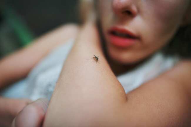 Mosquito virus claims woman's life