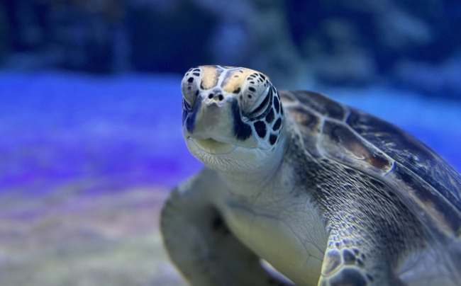Green turtle ‘Smee' returned to ocean near Tauranga after 11 months rehab at Kelly Tarlton's